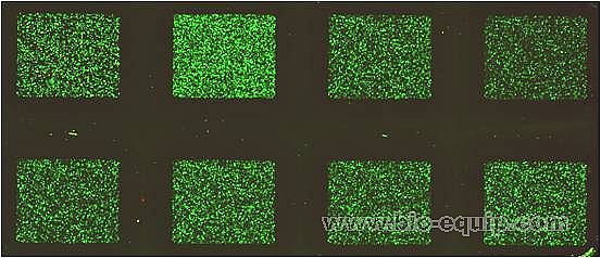 ���݂�СRNAоƬ-����16.0�汾