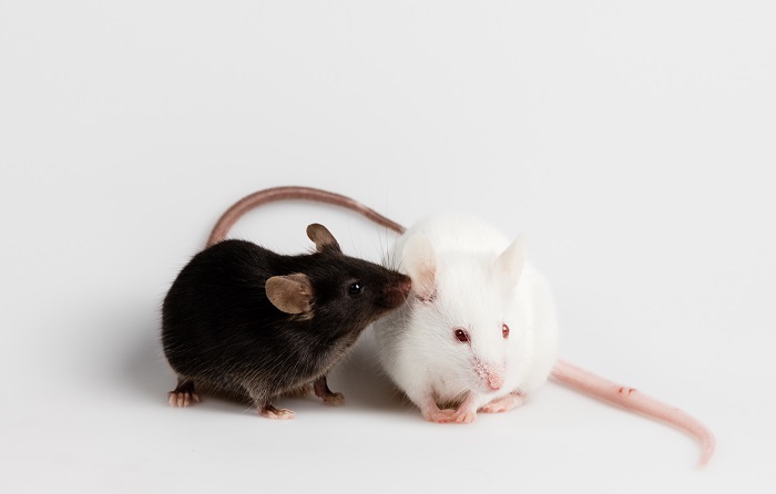 �����ó�С��ģ��