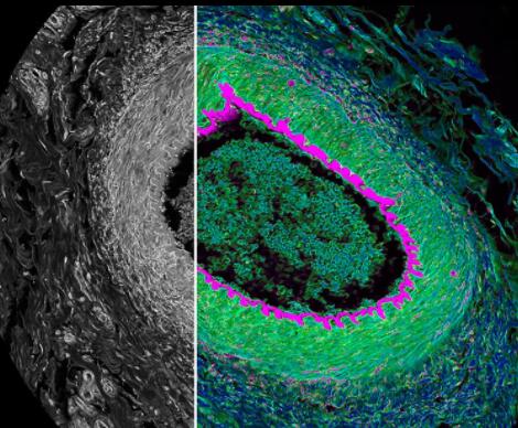 ���ƿ� ���۽��@΢�R STELLARIS FALCON