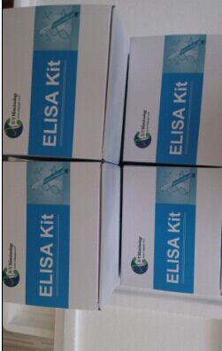 MMP-1�˻��|���ٵ���ø1�z�yԇ����