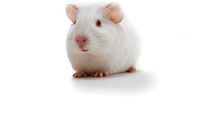 SPF����/Dossy