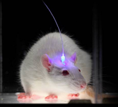 Fiber Photometry���w���w�y(c��)��ϵ�y(t��ng)