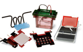 ����BIO-RAD���͝�ʽ�Dӡ��