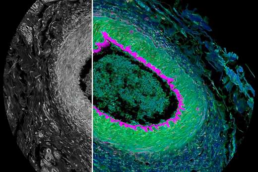 ���۽������Q���� STELLARIS FALCON