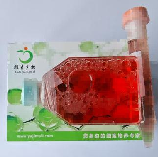 ��������Ě�o�}��(n��i)Ƥ����HUVEC-SV40T