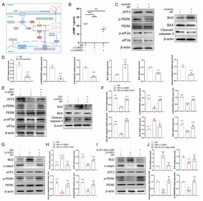 �D6C��E��G��cAMP/PKAͨ·��ATF3���_��Ӱ푣�WB�Y(ji��)����